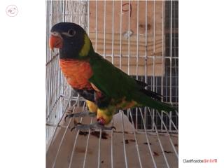 LORO RAINBOW 