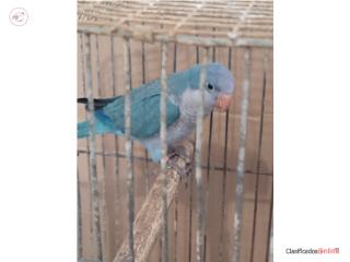 Quaker azul macho