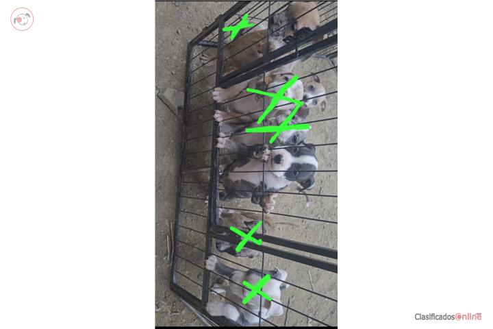 American pitbull merles gen brindle Puerto Rico