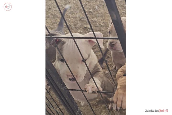American pitbull merle bríndle  Puerto Rico