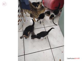 Adopcion gatitos 6