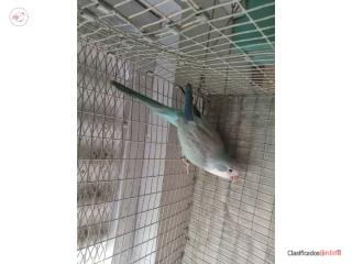 Quaker azul opalino macho ADN