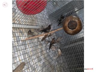 Society (finches ) Isabelitas