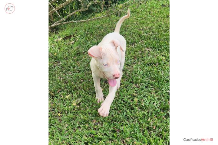 Pitbull  Puerto Rico