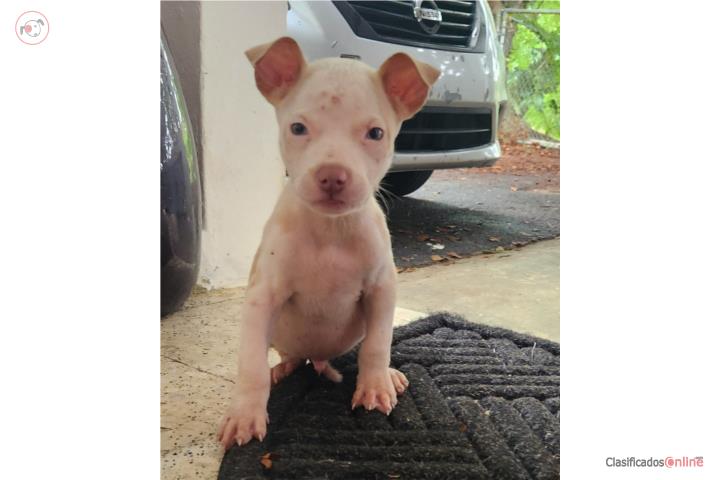 Pitbull  Puerto Rico