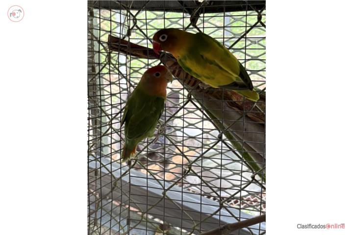 Lovebird  Puerto Rico