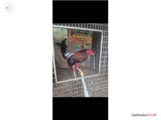 Lote de gallos de pelea, gallinas finas y mas