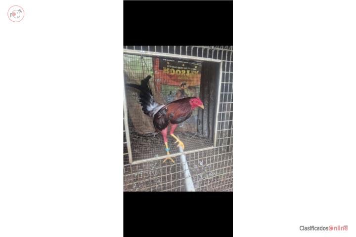 Lote de gallos de pelea