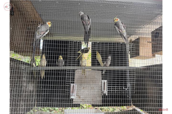 Lotesito Cockatieles  Puerto Rico