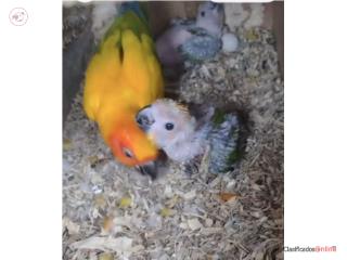 Sun conure 2 bebes  