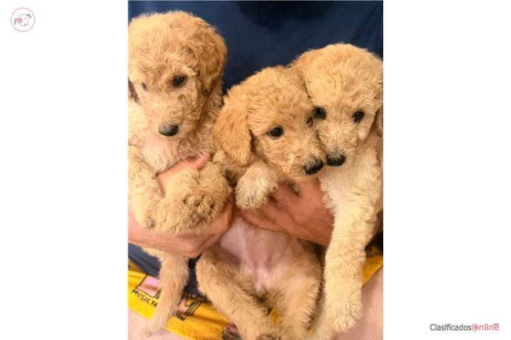 Standard Poodle  Puerto Rico