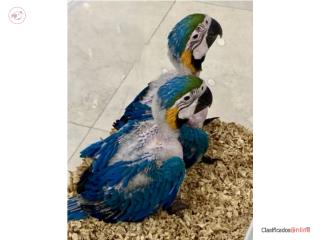 GUACAMAYO