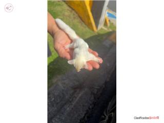 Sugar Glider blanco 