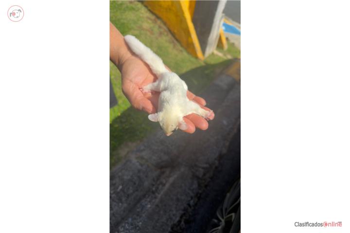 Sugar Glider blanco  Puerto Rico