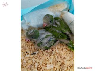 Cotorras quaker 