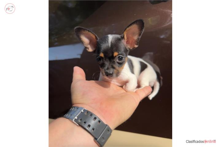 Chihuahua Puerto Rico