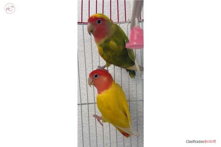 Lovebirds Puerto Rico