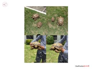Tortugas Sulcata Puerto Rico