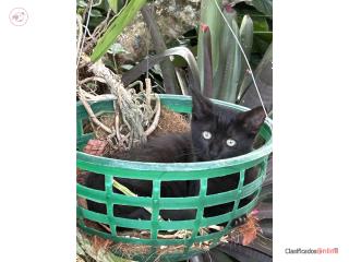 Regalo gatita negra