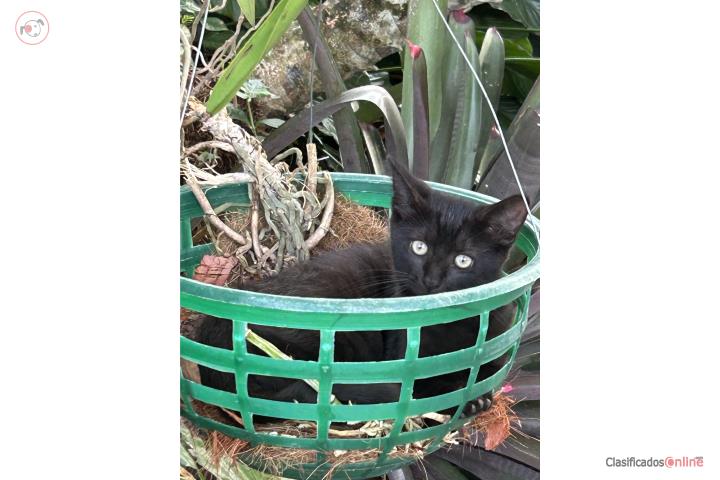 Regalo gatita negra Puerto Rico