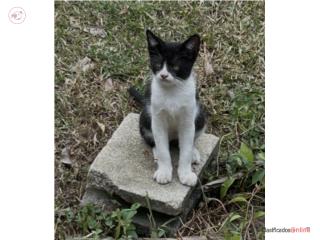 Gatito macho pinto