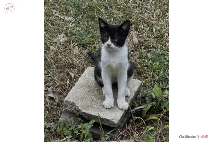 Gatito macho pinto Puerto Rico
