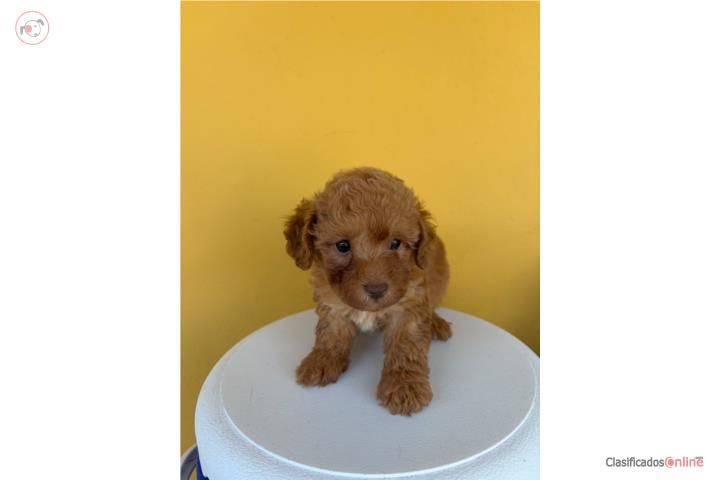 Hermoso Toy Poodle Puerto Rico