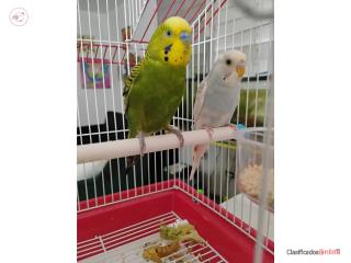 Male and Female Parakeet &amp; Cage 