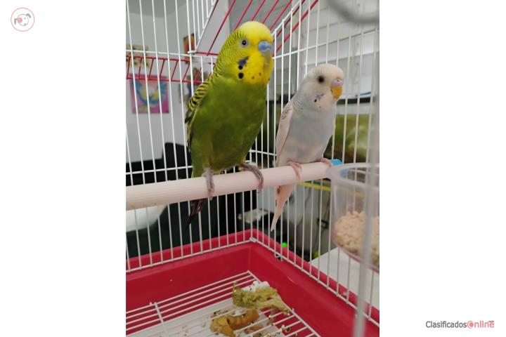 Male and Female Parakeet & Cage  Puerto Rico