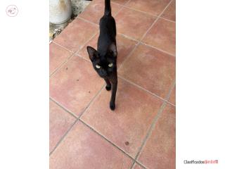 Gatitos para Adopción - Gratis 
