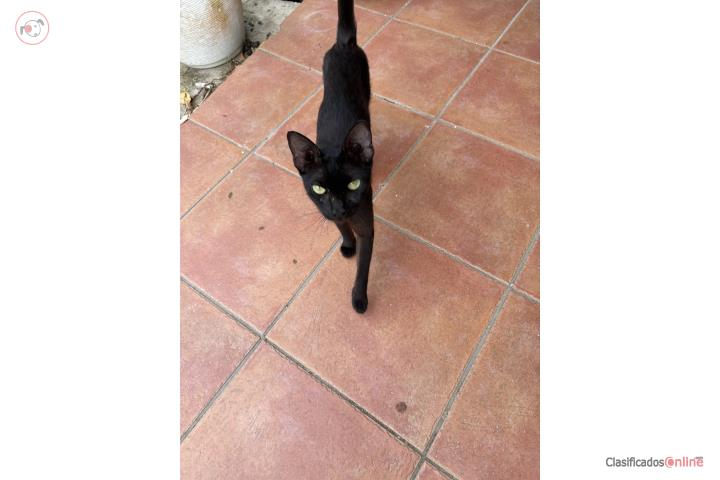 Gatitos para Adopción - Gratis  Puerto Rico