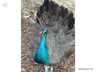 Pavo real 