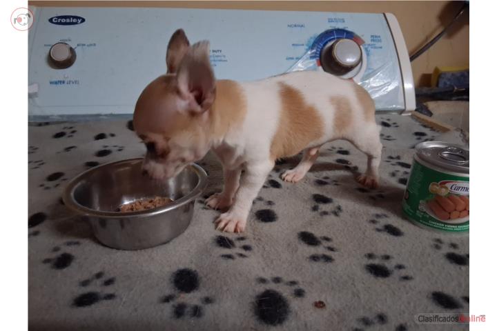 Chihuahua Nene  Puerto Rico