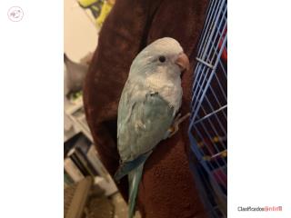 Quaker azul Puerto Rico