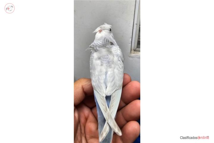 Periquita monua rizada desmelanizada Puerto Rico
