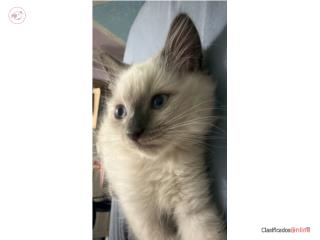 gatito himalayo gris