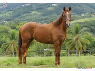 Caballo Marrón Manso y Saludable
