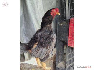 1 gallo cornish 4 gallinas ponedoras  Puerto Rico