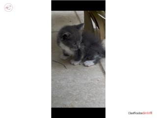 Precioso gatito exotico