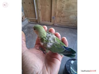 Lovebir para mascota comiendo solo