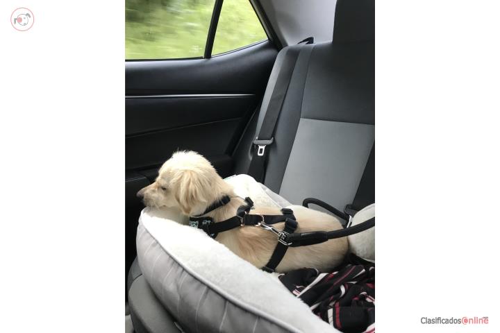Buscando un hogar Puerto Rico