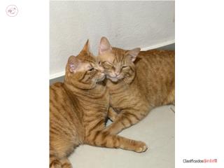 Gatos Machos 