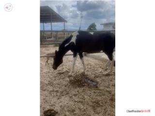 Venta caballo pinto $500