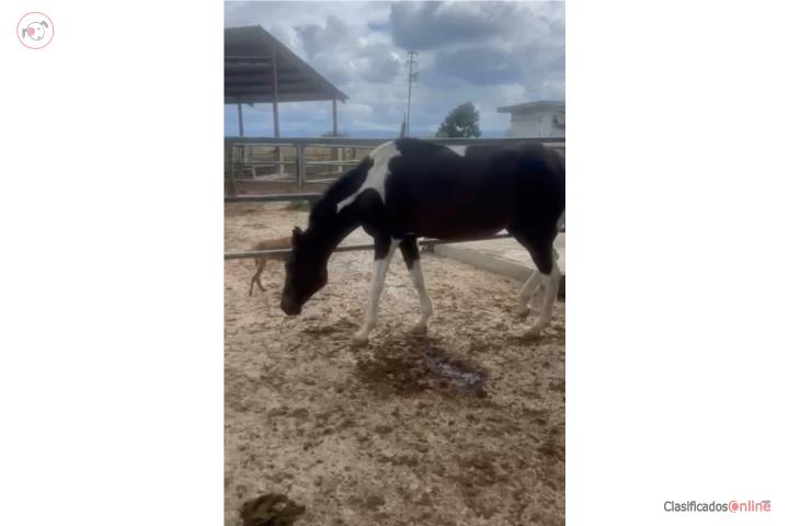 Venta caballo pinto $500 Puerto Rico
