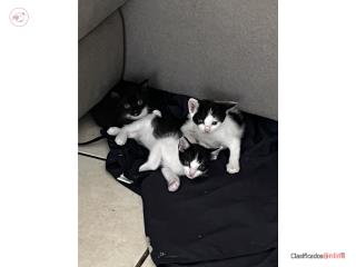 Gatitos