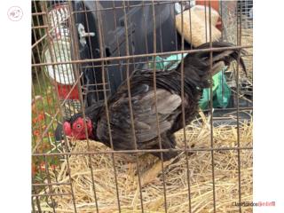 Cornish macho