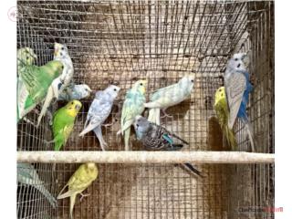 Pericos; rizados, moñuses, fallow 