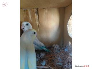 Pareja de Parrolets