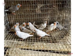 Finches zebritas 