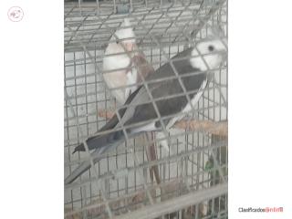 PAREJA DE COCKATIEL W/F